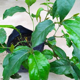 chậu tiêu lốp