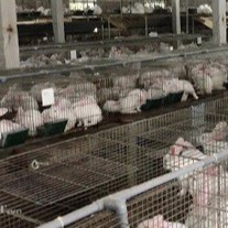 Van uống nước tự động cho thỏ, chim🐇FREESHIP🐇giảm giá khi mua nhiều[] van crom, van nhựa