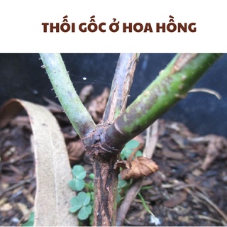 Chế Phẩm Sinh Học TRICHODERMA BACILLUS HLC 500ml