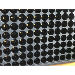khay nhựa ươm cây giông 104 lổ (1 cái )