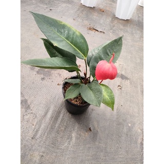 Hồng môn thiên ng..a