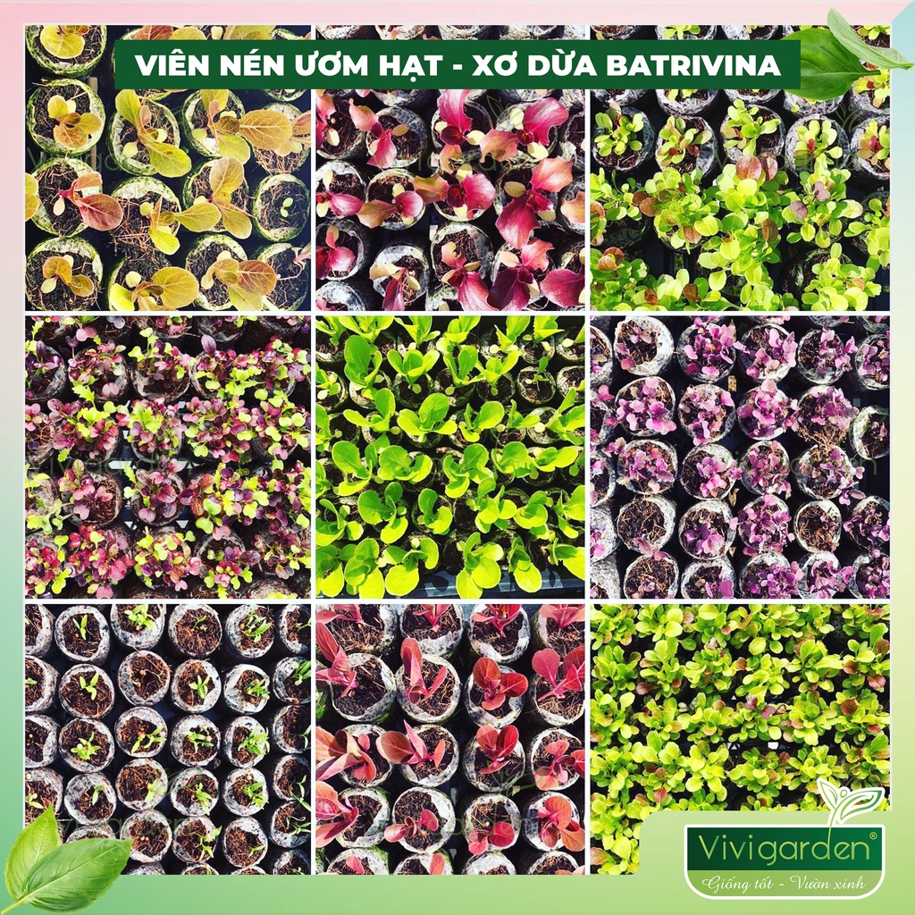 Hộp 16 viên nén ươm hạt, viên nén xơ dừa kích hạt nảy mầm