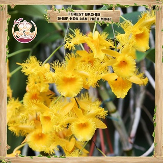 Hoa Lan đột biến Kiều Môi Tua, Phong lan rừng Tây Bắc, Lào, Cây Giống Giá Rẻ, Địa, Hồ Điệp