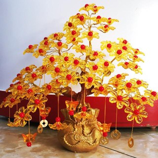Cây kim tiền tài lộc hoa mai