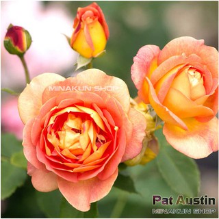 Hoa hồng ngoại Pat Austin hồng cam cánh kép cực đẹp - MinaKun Shop