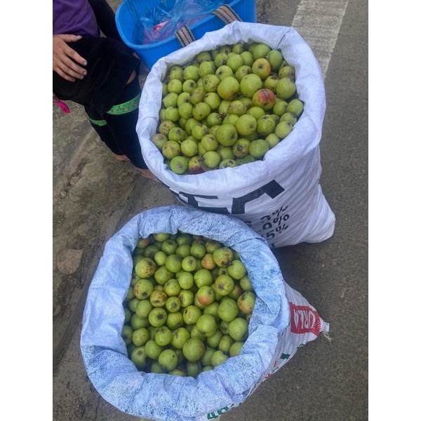 Táo mèo tươi đầu mùa size vip chuẩn điện biên