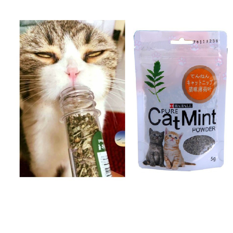 Hanpet.GV- (gói 5gr) Cỏ mèo ngửi Catnip cỏ bạc hà cho mèo ngửi là phê
