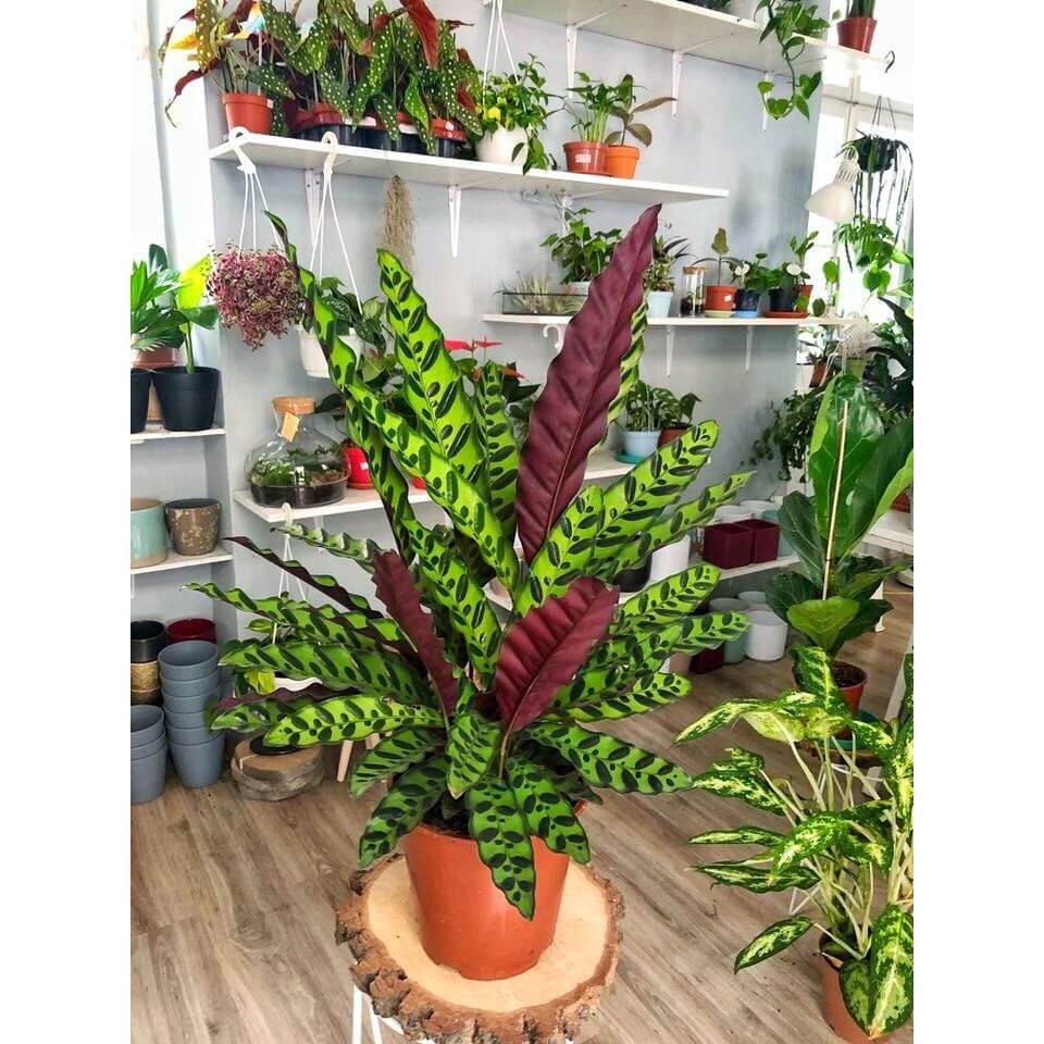 Cây Calathea lancifolia Rattlesnake (Tiễn Vũ Trúc Vu) kèm chậu thuỷ canh 2 lớp không đất, không cần tưới