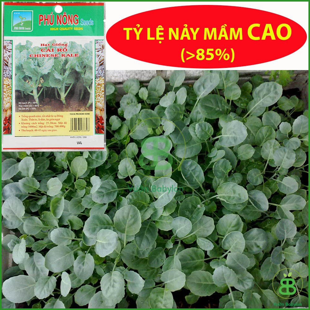 Hạt Giống Cải Rổ Mập (Cải Làn) 10Gr Siêu Ngọt