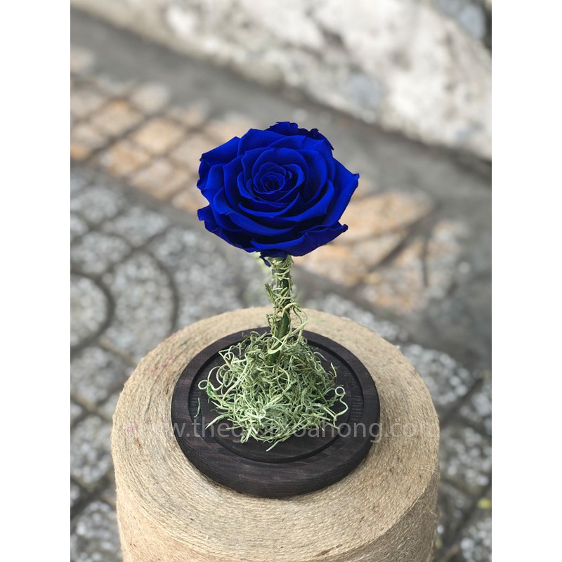 Quà tặng Hoa hồng xanh vĩnh cửu - My Everything BLU03