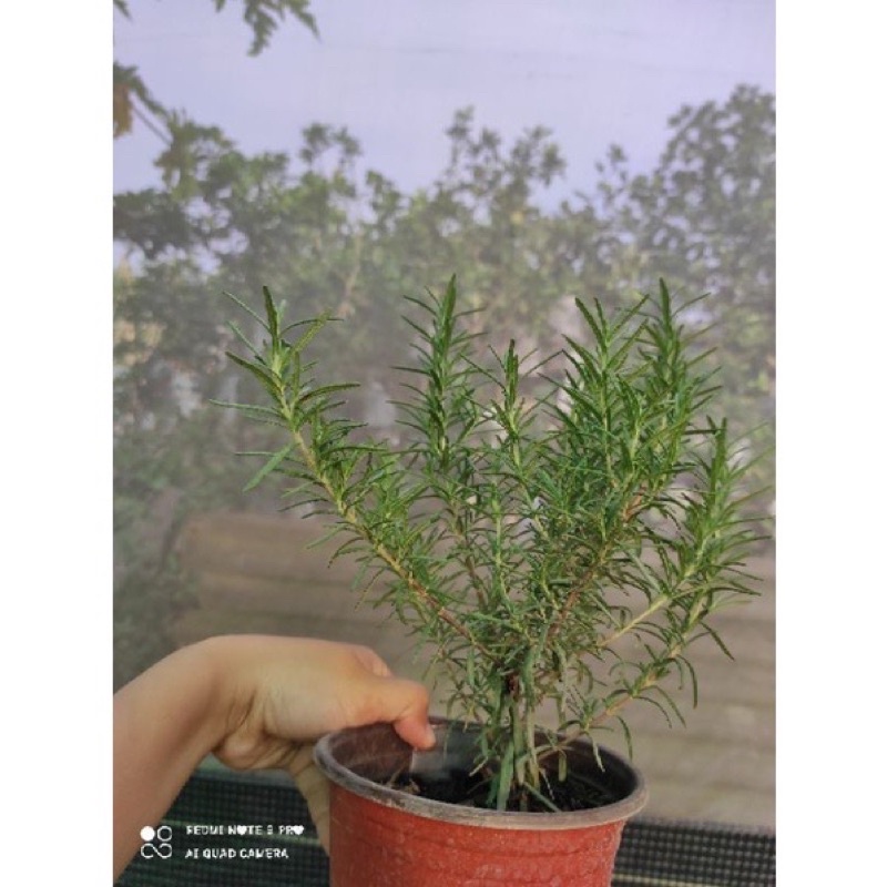 Chậu cây hương thảo  đuổi muỗi hiệu quả