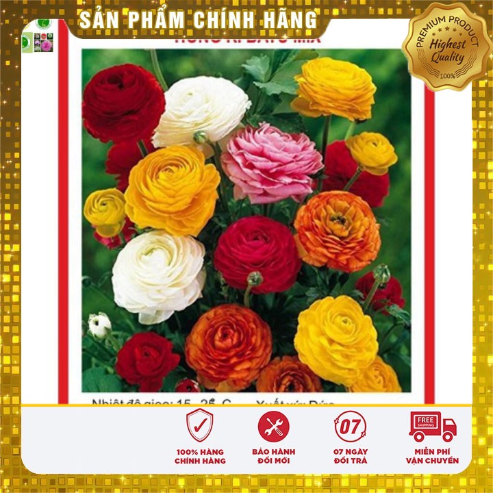 Hạt Giống Hoa Hồng Ri Ba Tư F1 Mix 20 Hạt [Bán Sỉ]