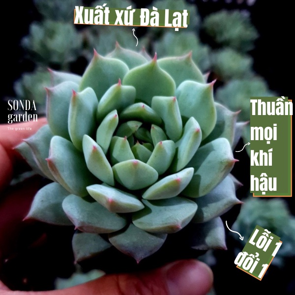 Sen đá tiểu ngọc SONDA GARDEN size bé 5-8cm, xuất xứ Đà Lạt, khoẻ đẹp, lỗi 1 đổi 1