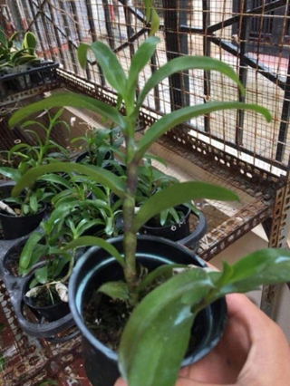 TRẦM 6 MẮT ĐỘT BIẾN