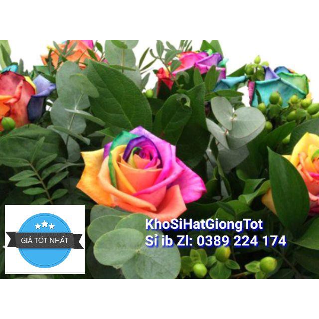 Hạt giống Hoa Hồng 7 Sắc ĐẾN MÙA TRỒNG TẾT
