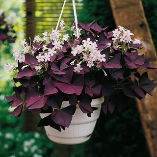 Cây Oxalis Triangularis (Bướm Đêm) chậu treo bí ngô