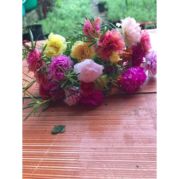 1KG CÀNH HOA 10 GIỜ THÁI KÉP mix đủ 15 màu