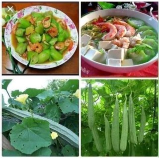 Hạt giống mướp khía