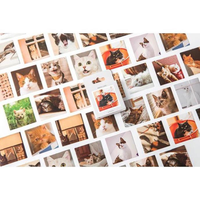 Bộ 46 Sticker Mèo Hàn Quốc dán trang trí E80