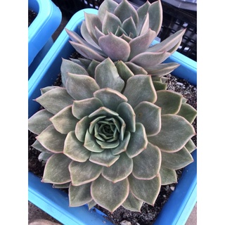Sen đá đế vương xám size đại 22-25cm