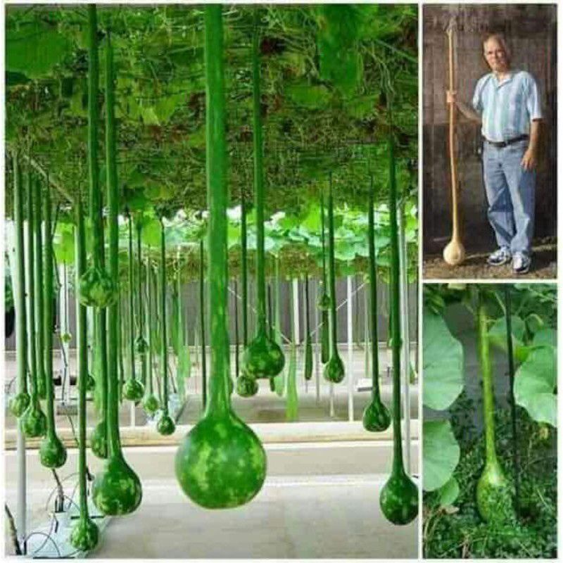 hạt giống bầu cổ dài F1 5 hạt