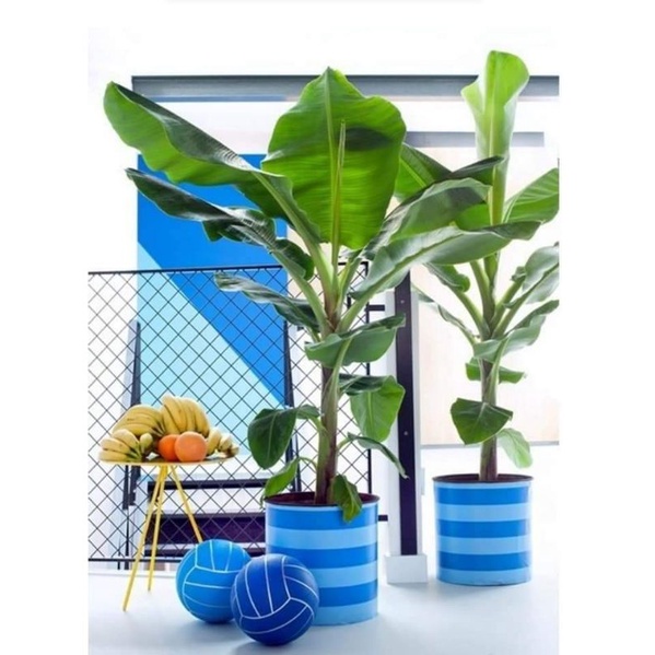 Cây chuối cảnh mini