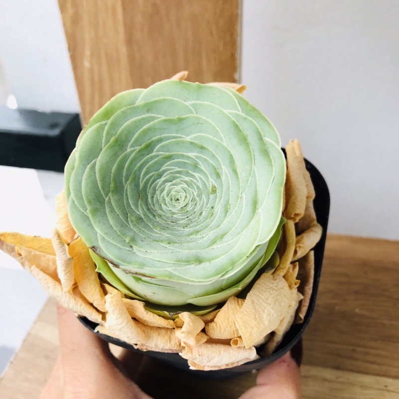 Sen đá Hoa hồng xanh Greenovia size 4-6.5cm