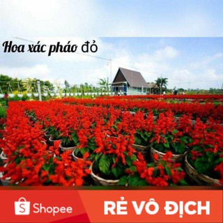 100 hạt giống hoa xp chất lượng cao
