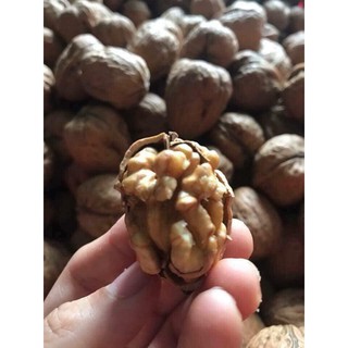 500G ÓC CHÓ ÚC KHÔNG TẨY TRẮNG