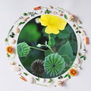 50 hạt Cây Cối xay/ Cây Kim Hoa Thảo/ Cây Nhĩ Hương Thảo/ Cây Ma Mãnh Thảo/ Cây Dằng Xay