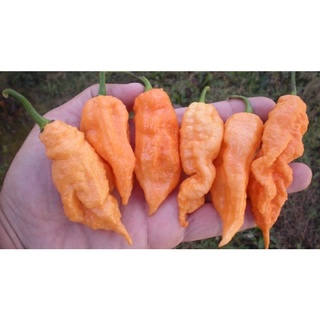 hạt giống Hạt ớt - Jay's  10h