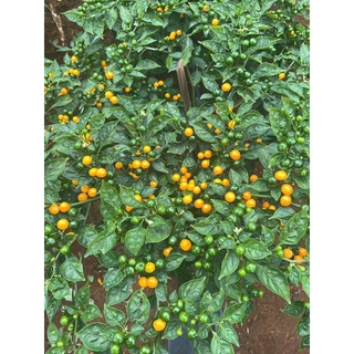 Hạt giống Ớt CHARAPITA Peru siêu cay