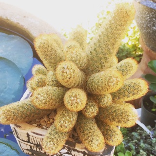 Xương rồng thạch trụ
