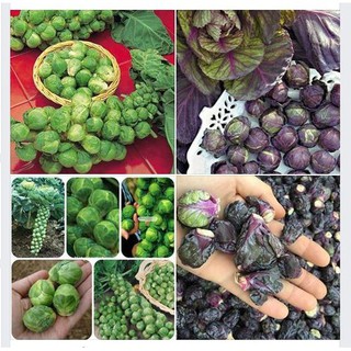 Combo 2 gói hạt giống bắp cải tí hon xanh và tím - HGM