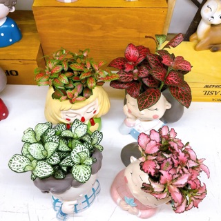 CẨM NHUNG( lá may mắn kèm chậu kiểu chàng trai, cô gái)Fittonia