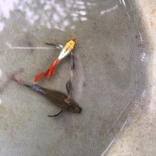 Guppy Dumbo Redtail Ribbon theo cặp đẹp