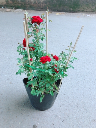 Bụi Hoa Hồng Siêu Nụ
