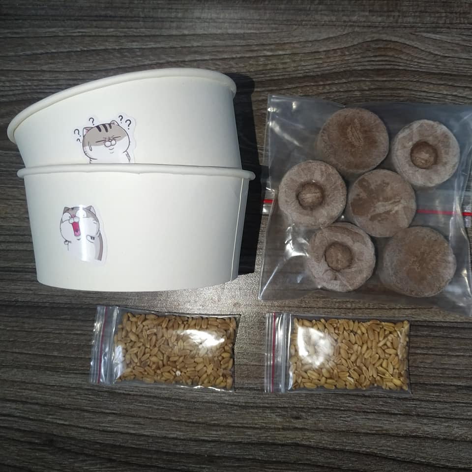 Bộ Kit Trồng Cỏ Mèo Thông Minh