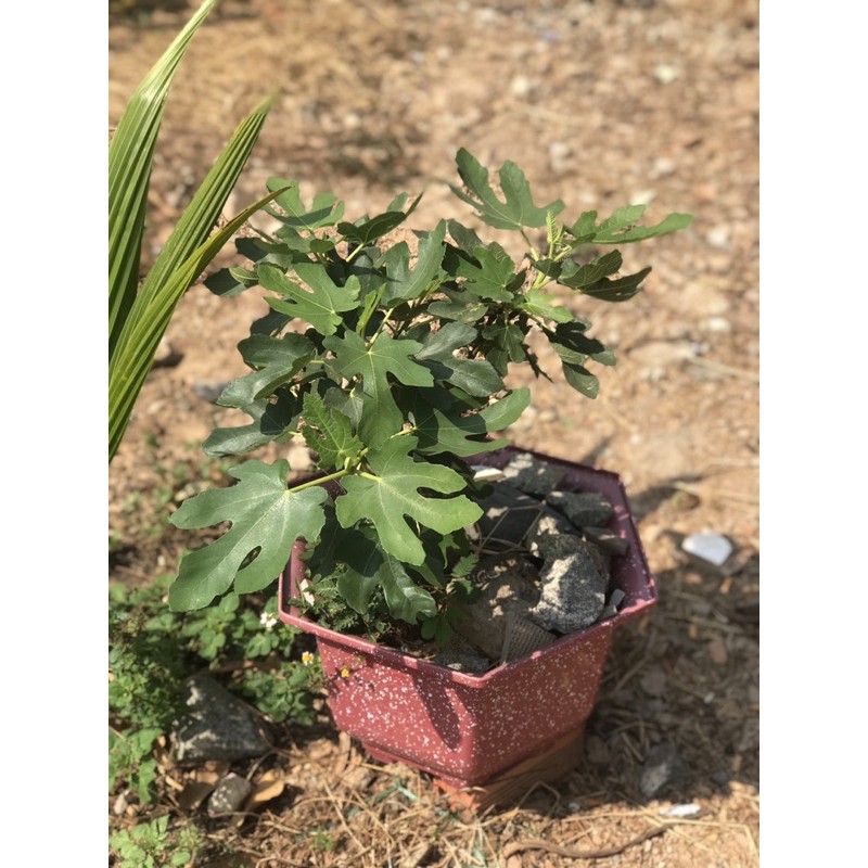 cây giống sung mỹ( sung camy)