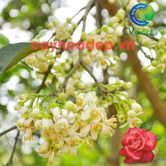 Paclobutrazol 20% WP  gói 1kg