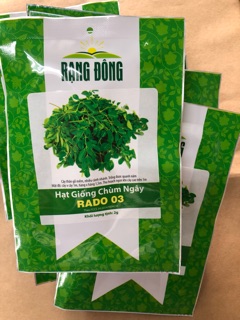 Hạt giống Chùm Ngây