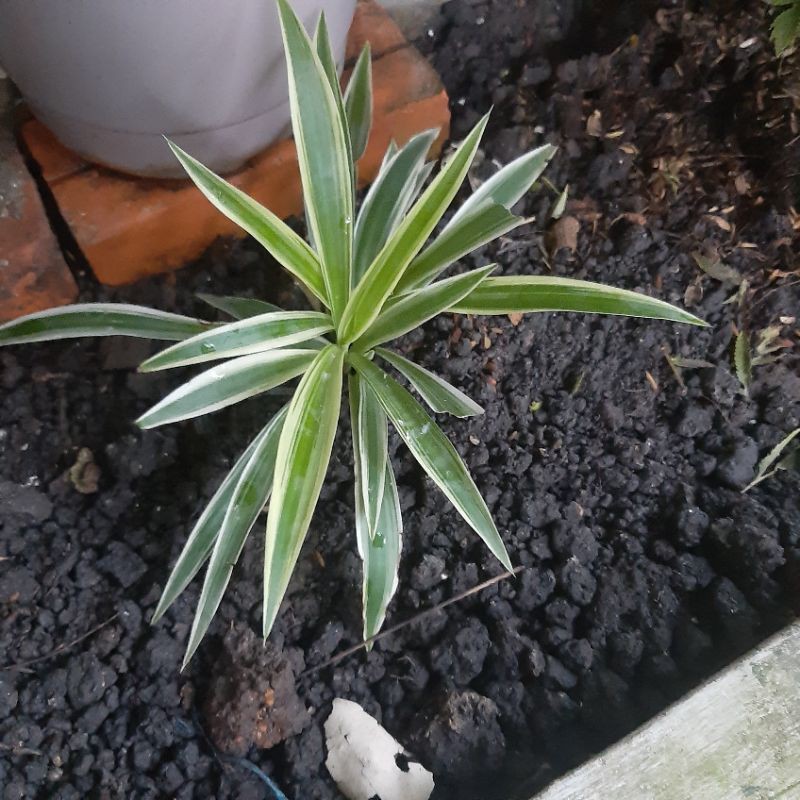 Phân Bón HuMic USA