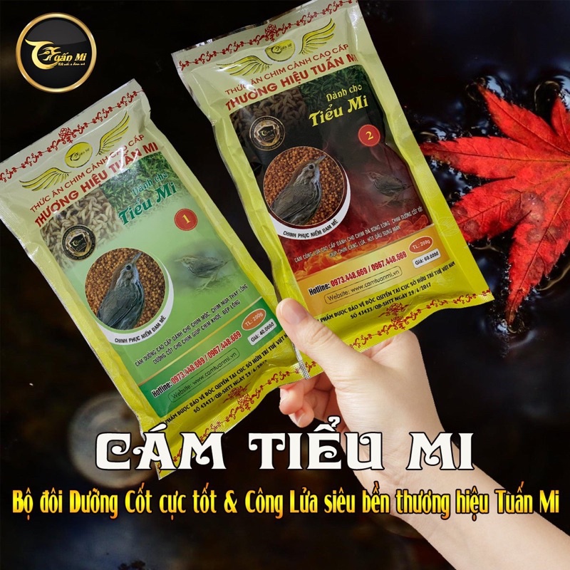 CÁM TIỂU MI SỐ 1 TUẤN MI