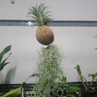 Cây lọc không khí