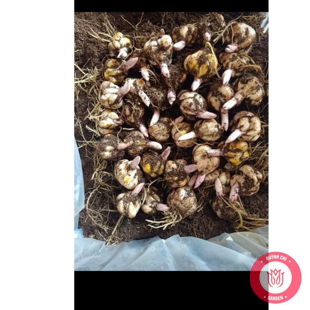Củ Ly Thân cao Hoa Kép Màu Trắng   Củ Ly Giống