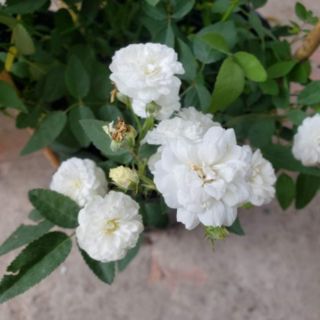 Hồng Bạch Trà,(tặng kèm phân bón)
