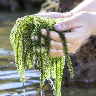 Rong Nho Green Food