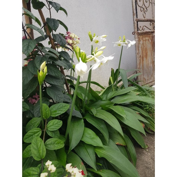 CỦ GIỐNG HOA BẠCH NGỌC TRÂM - CỦ TO, TƯƠI, DỄ TRỒNG NHƯ ẢNH
