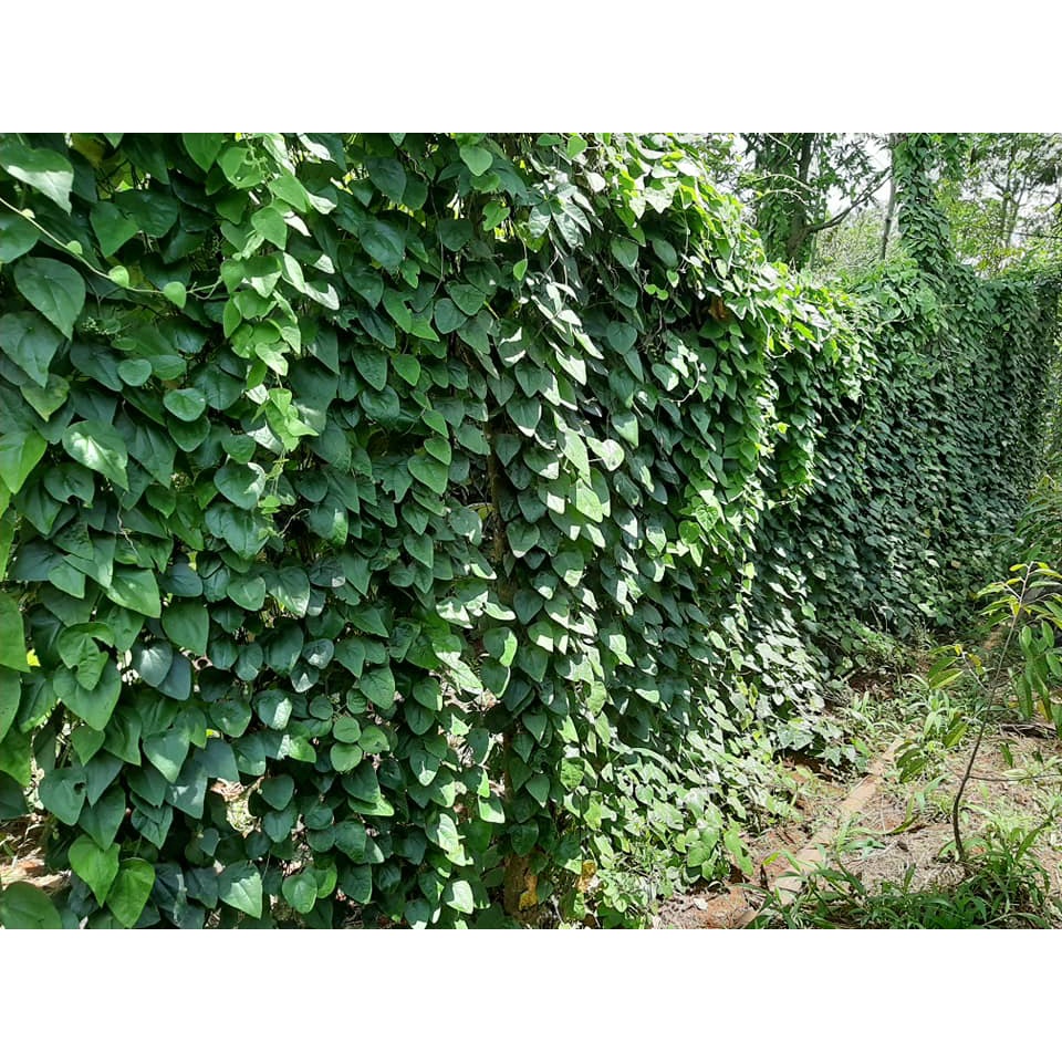 Chậu dây leo Sương Sâm Lông - Tiliacora triandra