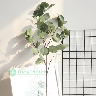 Cành Bạch Đàn Giống Thật 99%